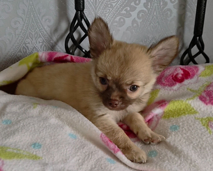 Long coat chihuahua male 9 weeks old