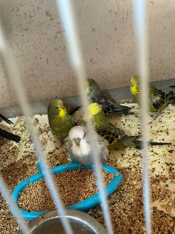 Baby exhibition budgies