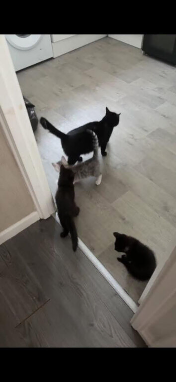 Two male kittens left.