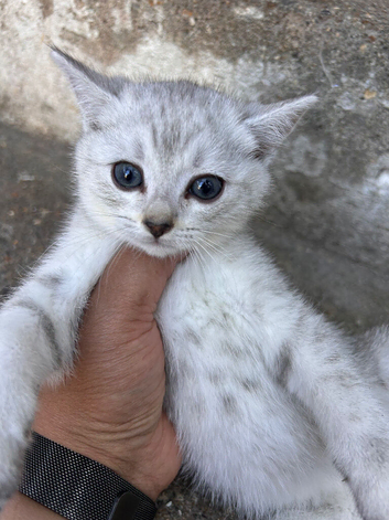 Scottishfold kittens