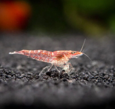 Cheap 15 Low Grade Red Shrimps, , comes with 10 Free Shrimps