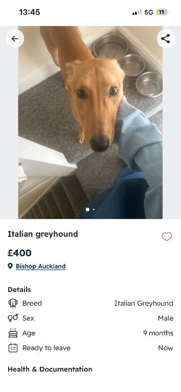 Italian greyhound