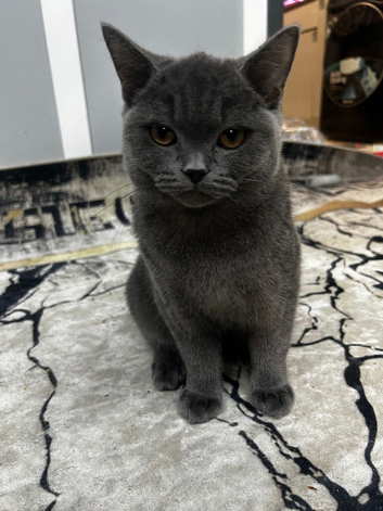 Friendly & Energetic 5-Month-Old Blue (grey) Scottish Fold Boy