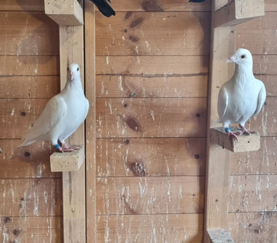 Pure white ludo classens racing pigeon for sale