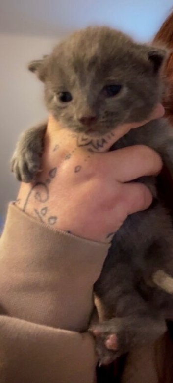 Kitten Ragdoll crosses