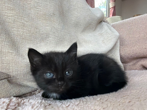 Two Beautiful Boy Kittens For Sale
