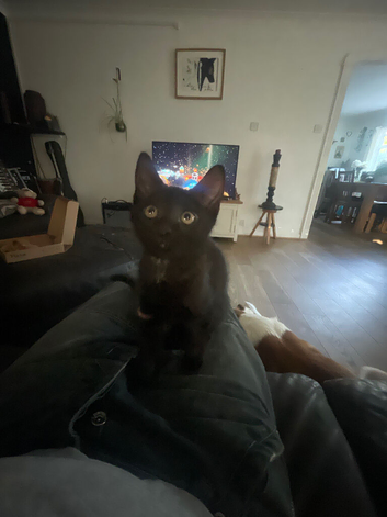 Very loving little black kittens