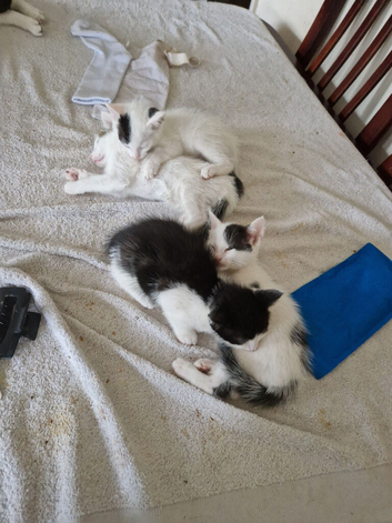 Kittens for sale