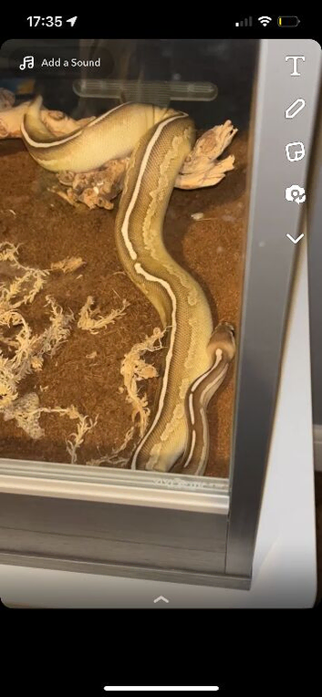 Ball Python