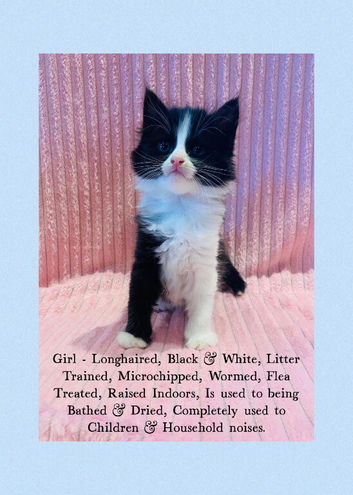 Beautiful Kittens For Sale