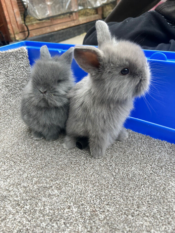 Lion head cross holland lop bunnies