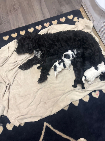 6 adorable cockapoo puppies