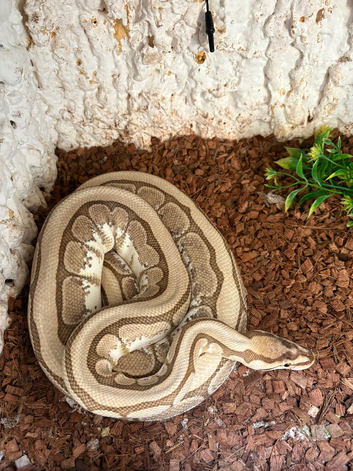 Royal python