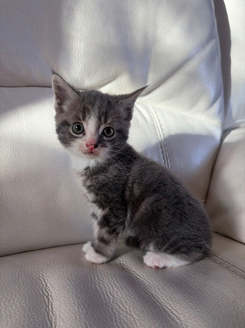 Only one gorgeous grey kitten still for sale