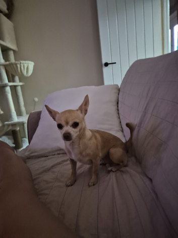 Female cream chihuahua