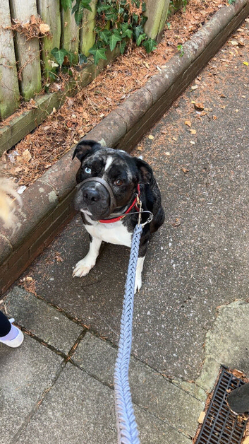 blue staffie x