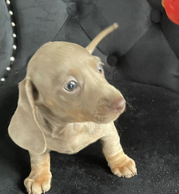 Isabella and tan miniature dachunds