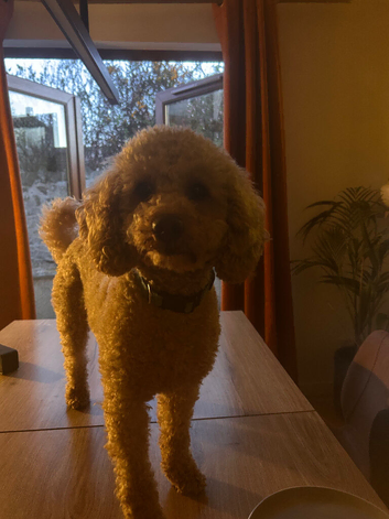 Apricot toy poodle for stud