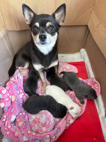 2 beautiful Chihuahua puppies