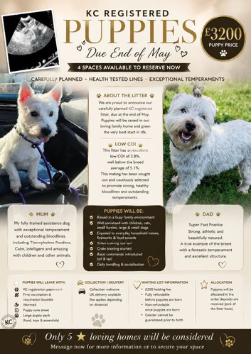 KC Registered Westie Puppies Due End Of May | Low 2.8 COI | Carefully Planned Litter