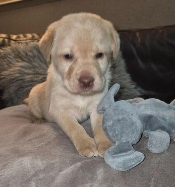 Beautiful Labrador Puppies &ndash; 3 Boys & 3 Girls Ready 4th April 2026