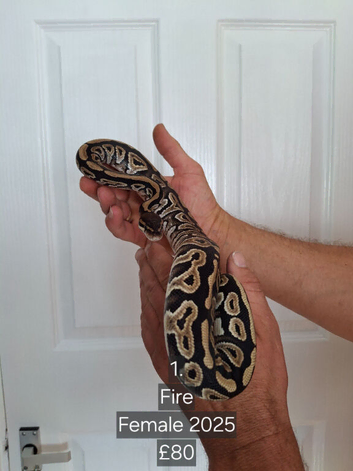 ROYAL PYTHONS FOR SALE - MALES & FEMALES AVAILABLE