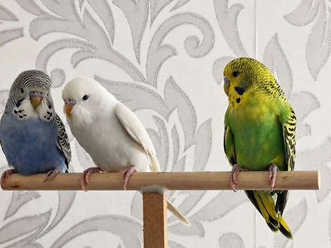 Cute Young Budgies