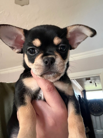 Chihuahua x French bulldog