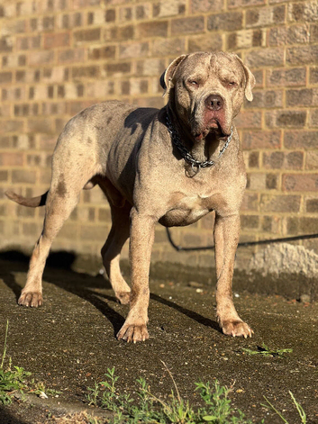 Merle colours