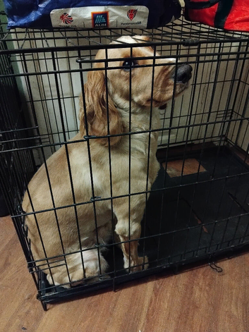 Cockerpoo male
