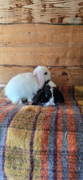 2 mini lop bunnies ~ girls