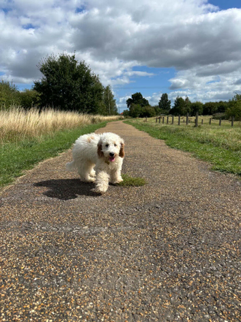 6 month cockapoo marley