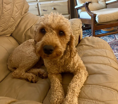 Beautiful Red Cockapoo Girl Rosie - 16 Months Old