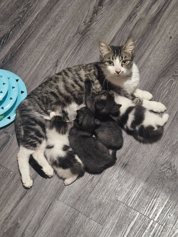 2 boy kittens