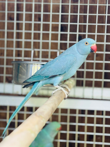 Blue ringneck parrot