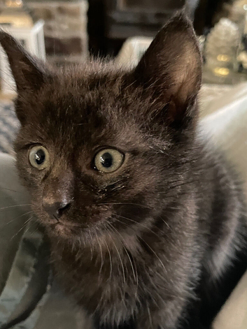 Two little cuties ready for their new forever homes