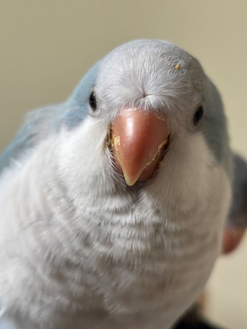Quaker 6 months old