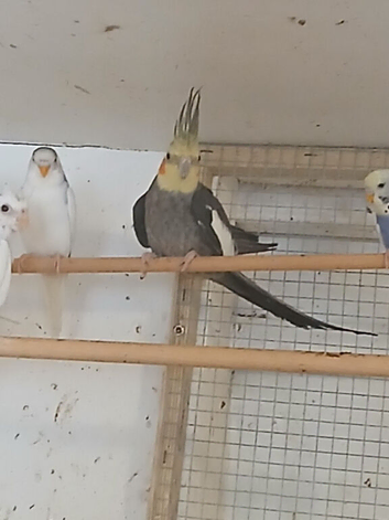 2023 grey cock for sale