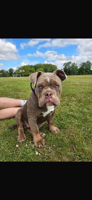 10 month old pup