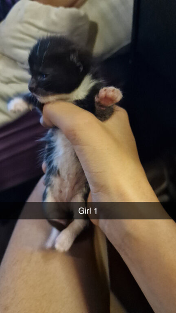 Baby kittens short fared