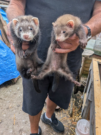 Ferrets for sale
