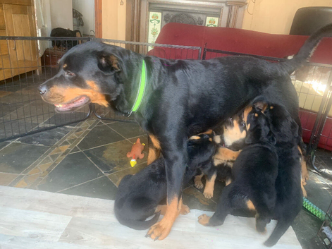 Rottweiler puppies 1 girl 1 boy left