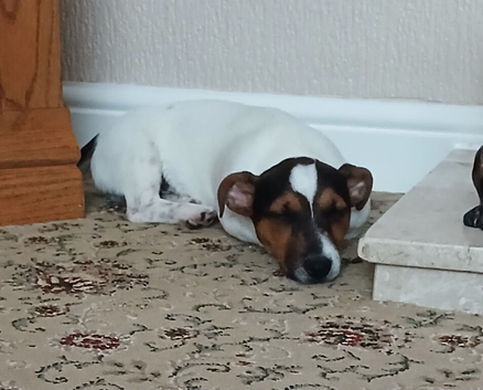 4mth Jack Russell Short Tailed Puppy For Sale