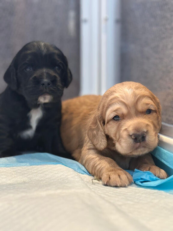 Kc reg working cocker boy puppies heritary clear