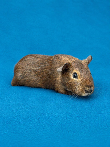 Gorgeous guinea pigs