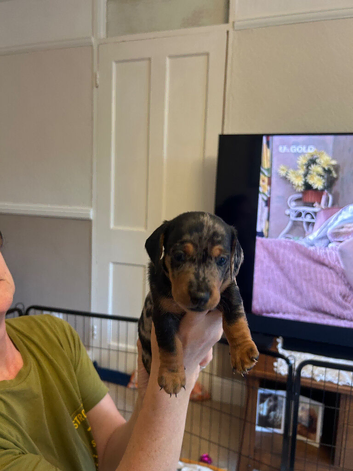 Puppies