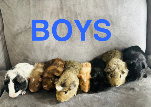 X8 baby boy guinea pigs