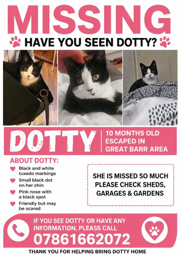 10 month old tuxedo kitten missing