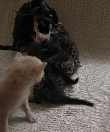 Beautiful Male Kittens Looking For Their Forver Home