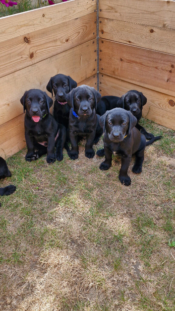 Labrador Puppies